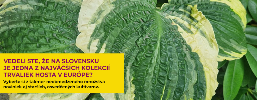 Hosta - Funkie Hosta - Funkie