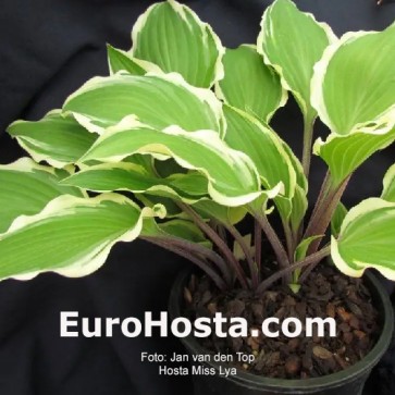 Hosta Miss Lya