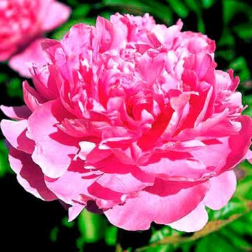Paeonia Empire State