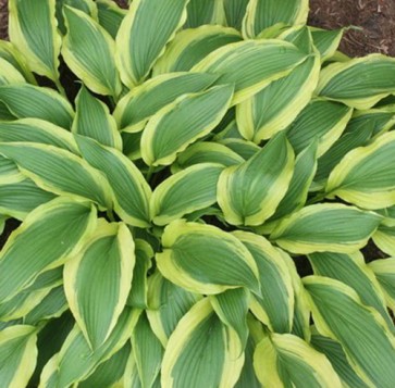 hosta Long Tail Lights