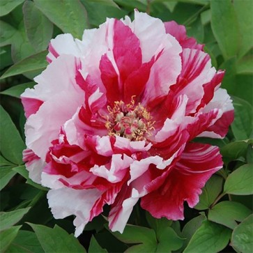 Paeonia Dao Jin