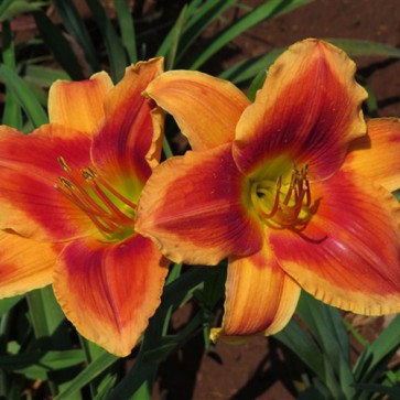 Hemerocallis Avante Garde