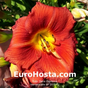 Hemerocallis BF 2018 - 2 Eurohosta