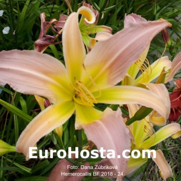 Hemerocallis BF 2018 - 24 Eurohosta