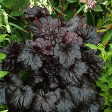 Heuchera Black Sea