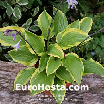 Hosta Bohemia Sporty Miss Sunshine