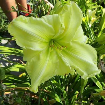 Hemerocallis BF 2019-27