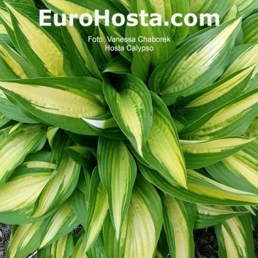 Hosta Calypso