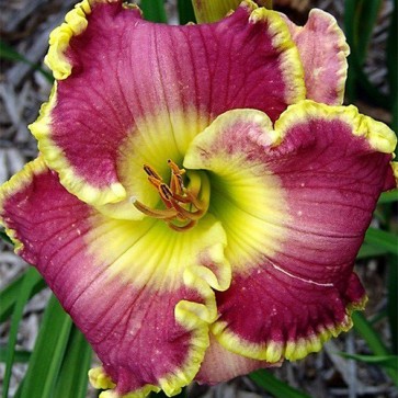 Hemerocallis Cape Breton