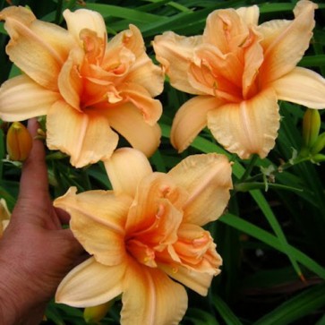 Hemerocallis Double Dream