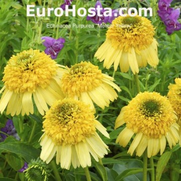 Echinacea Purpurea Meteor Yellow