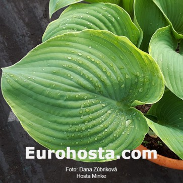 Hosta Minke