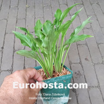 Hosta Oberland Green Swallow