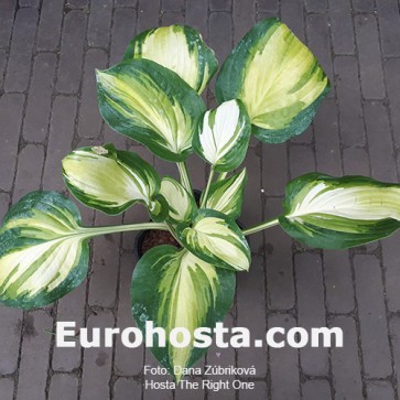 Hosta The Right One