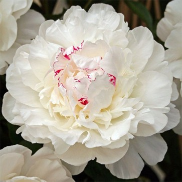 Paeonia Festiva Maxima