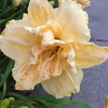 Hemerocallis Vanilla Fluff