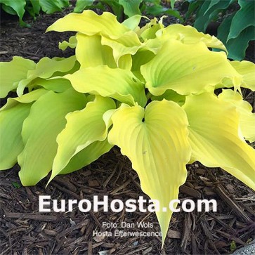 Hosta Effervescence