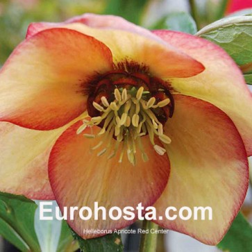 Helleborus Apricote White Red Center 