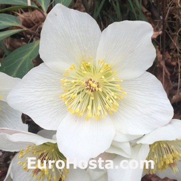 Helleborus orientalis Niger