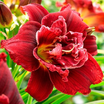 Hemerocallis Double Red Royal