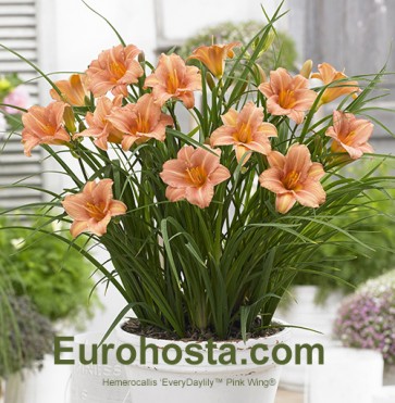 Hemerocallis EveryDaylily™ Pink Wing®