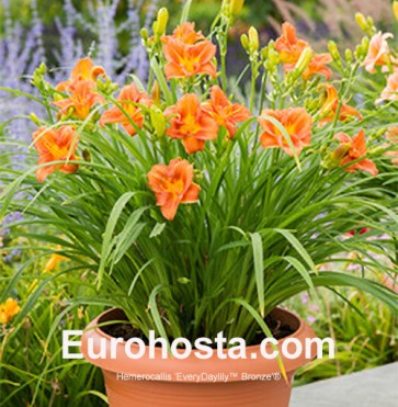 Hemerocallis EveryDaylily™ Orange®