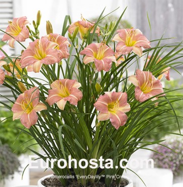 Hemerocallis EveryDaylily™ Pink Cream®