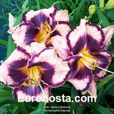 Hemerocallis Adamas