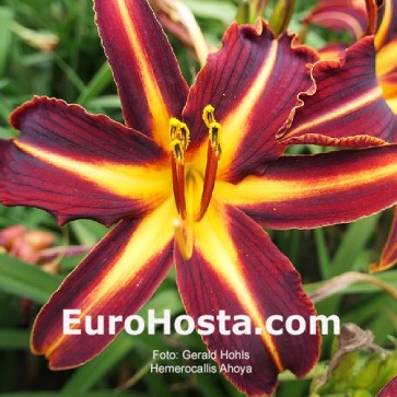 Hemerocallis Ahoya