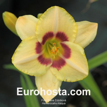 Hemerocallis Alaqua -  Eurohosta