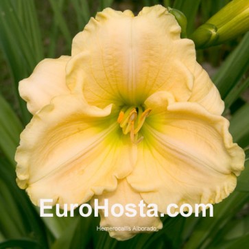 Hemerocallis Alborado - Eurohosta