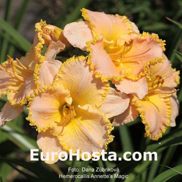 Hemerocallis Annette's Magic