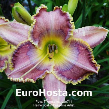 Hemerocallis Awesome Artist