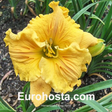 Hemerocallis Bas Relief