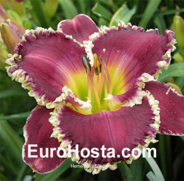 Hemerocallis Bettylen