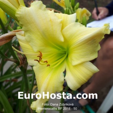 Hemerocallis BF 2018 - 50 Eurohosta