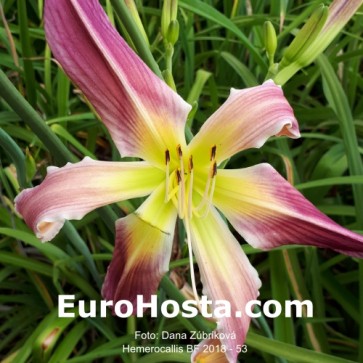 Hemerocallis BF 2018 - 53 Eurohosta