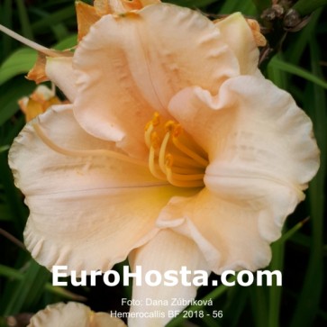 Hemerocallis BF 2018 - 56 Eurohosta