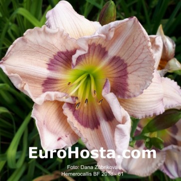 Hemerocallis BF 2018 - 61 Eurohosta