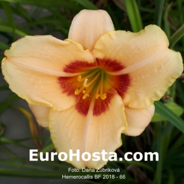 Hemerocallis BF 2018 - 66 Eurohosta