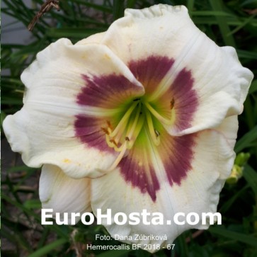 Hemerocallis BF 2018 - 67 Eurohosta