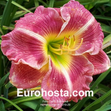 Hemerocallis BF 2019-29