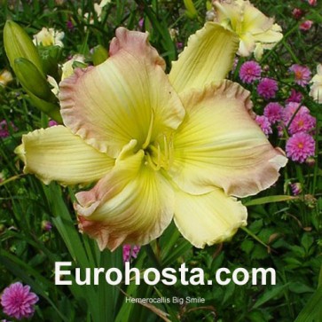 Hemerocallis Big Smile - Eurohosta