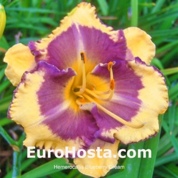 Hemerocallis Blueberry Cream