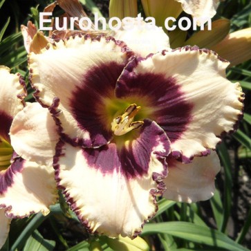 Hemerocallis Border Music