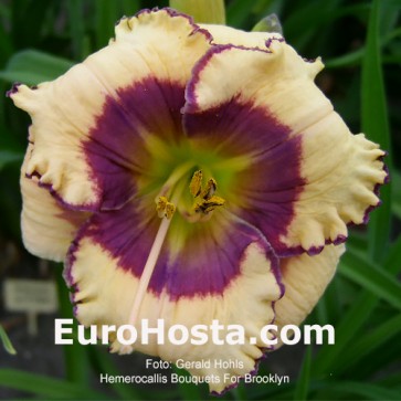 Hemerocallis Bouquets For Brooklyn