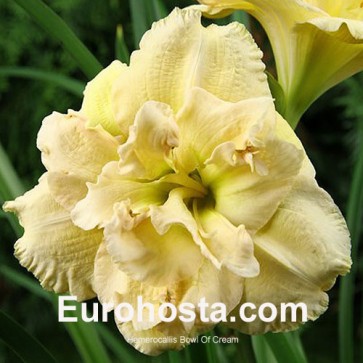 Hemerocallis Bowl of Cream - Eurohosta