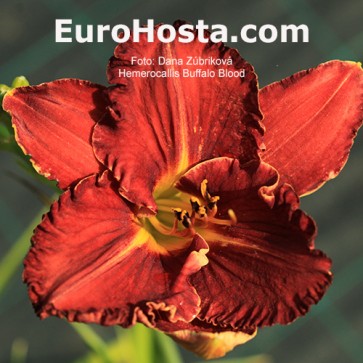 Hemerocallis Buffalo Blood 