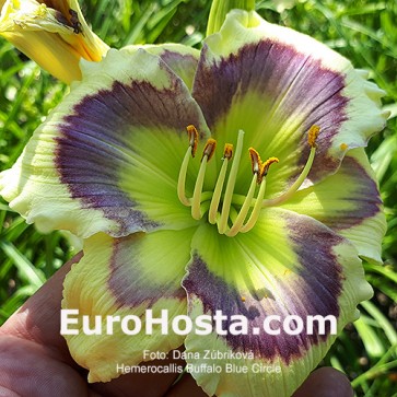 Hemerocallis Buffalo Blue Circle