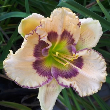 Hemerocallis Buffalo Blue Jacket